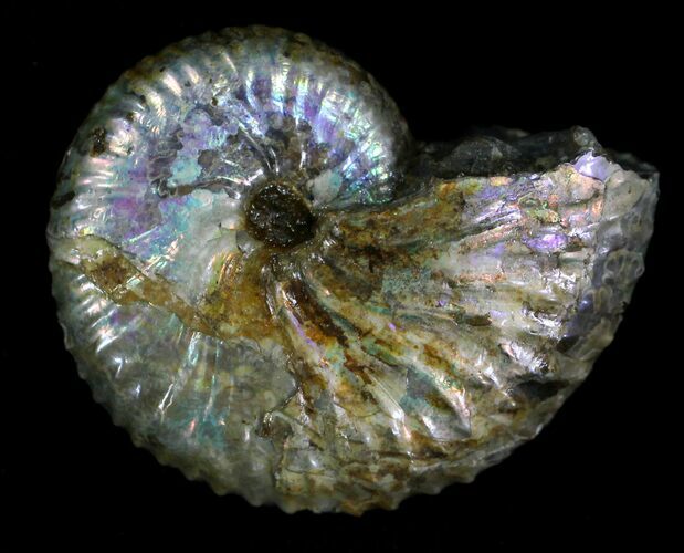 Discoscaphites Ammonite - South Dakota #22679